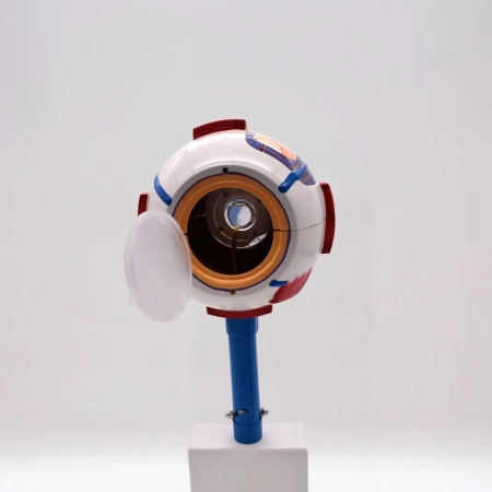 Модель «Зрение» (на батарейках)